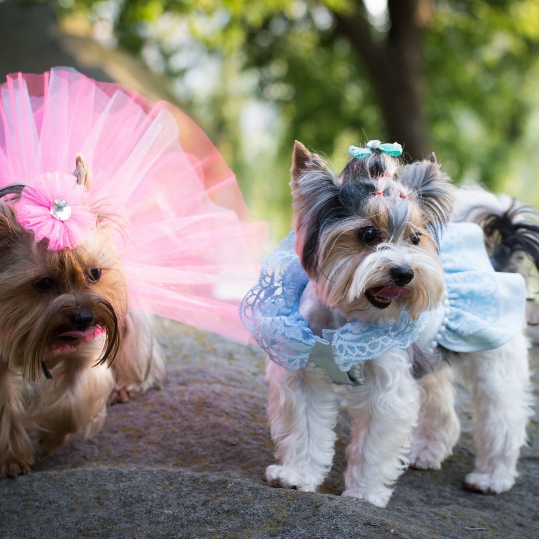 Make Your Furry Friend Part of Your Big Day